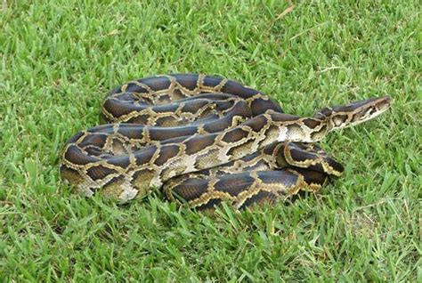 This Burmese Python Tried To Eat An Alligator But It Didn't End Well (3 pics)