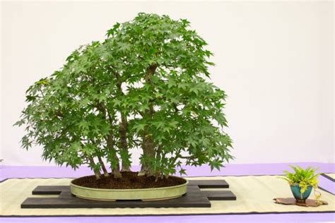 Redwood Empire Bonsai Society S Th Annual Show Bonsai Tonight