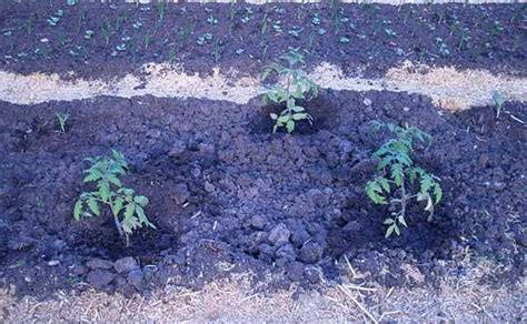 Томат "Хлебосольный": характеристика и описание сорта, фото, отзывы