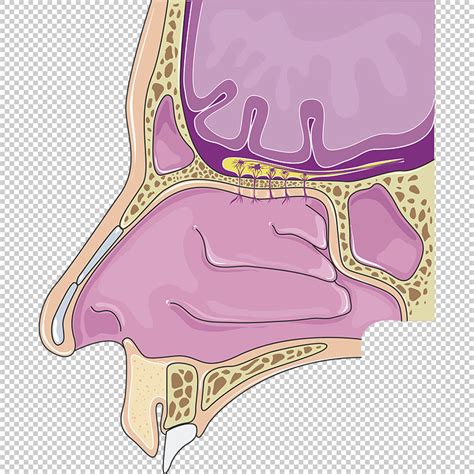 Nasal Cavity Vector