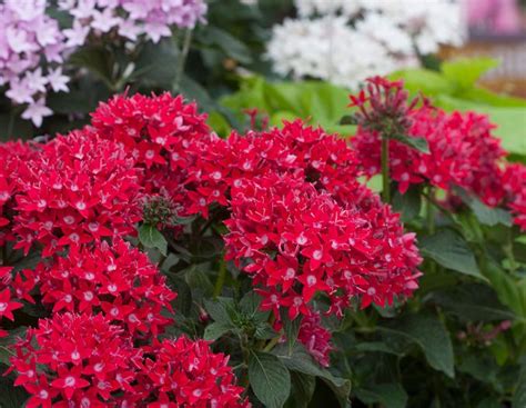 22 Best Flowers For Full Sun Heat Tolerant Flowers For Containers