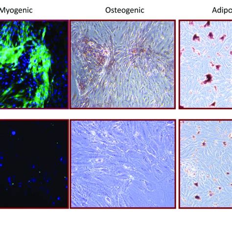 Multipotent Differentiation Potential Of Rpcs A At Passage Rpcs