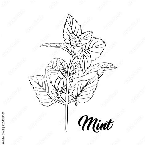 Mint Branch Monochrome Engraving. Tea Herb Sketch. Isolated Hand Drawn Sketch Drawing Peppermint ...