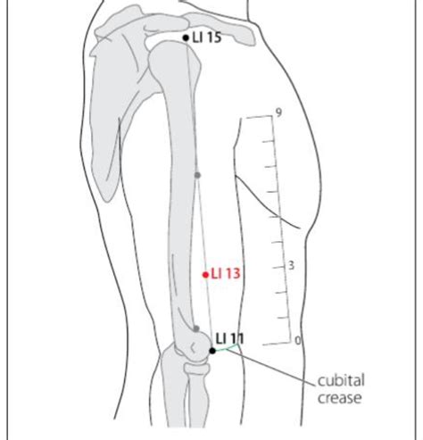 Li Acupuncture Point Acupuncture Point Locations Review