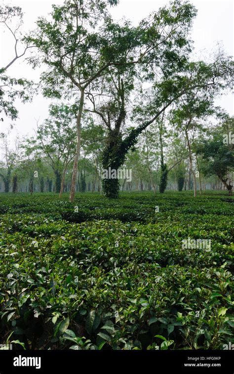 Assam tea plantation india hi-res stock photography and images - Alamy