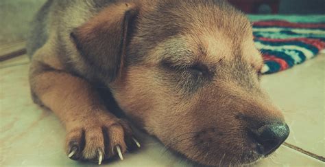 What Does It Mean To Dream Of A White Puppy