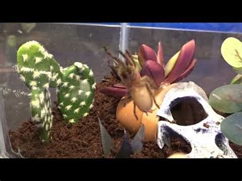 Rehousing Trinidad Olive Tarantula Youtube