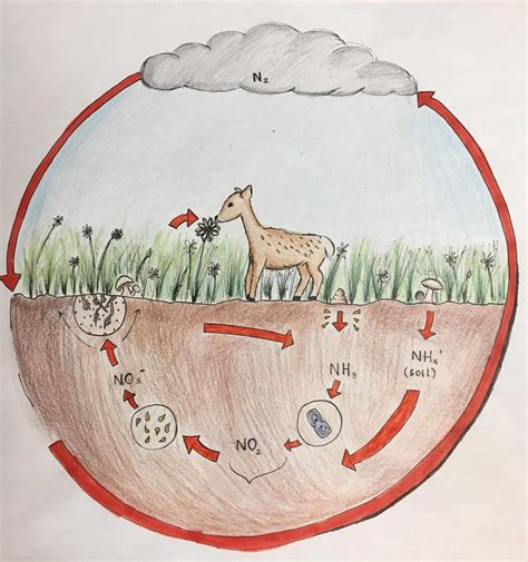 Nitrogen Cycle Diagram Simple