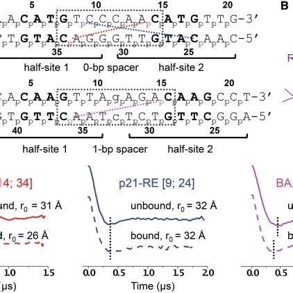 A Model For The P Core Domain Tetramer Bound To Dna The Model Is