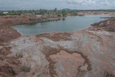 Hutan Kerangas Untuk Pulihkan Lahan Bekas Tambang Timah