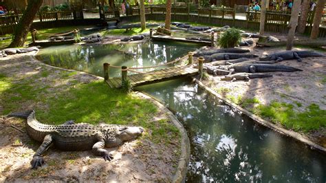 St Augustine Alligator Farm Zoological Park Fl Usa Ferienwohnungen