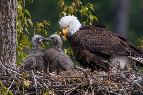 Eagle Hatching