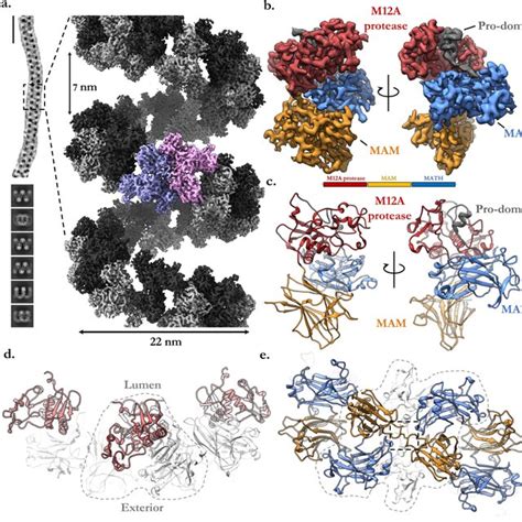 Structural basis of meprin α auto inhibition small molecule inhibition