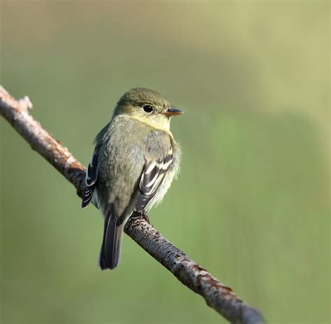 Yellow Bellied Flycatcher By Mark Rayment Birdguides