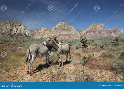 Wild Burros In The Nevada Desert Stock Photo Image Of Southwest