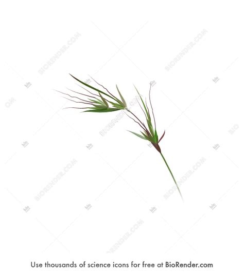 Free Kangaroo grass (flower) Icons, Symbols & Images | BioRender