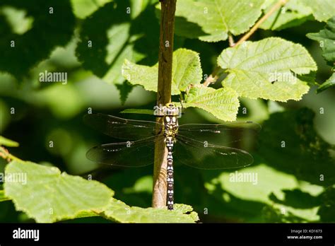 Southern Hawker Or Blue Hawker Aeshna Cyanea At Rest Stock Photo Alamy