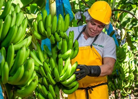 Fairtrade Increases Banana Minimum Price as Producers Face ‘Financial Squeeze’ – Fairtrade America