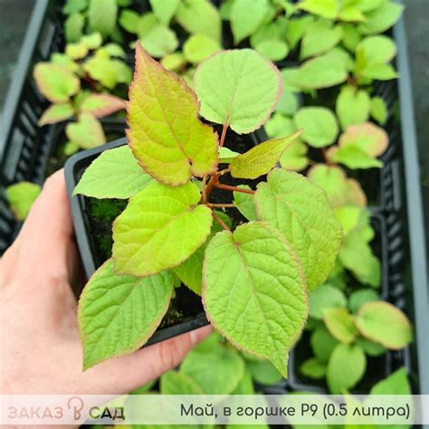 Купить актинидию коломикта Лакомка 🥝 Описание сорта, фото