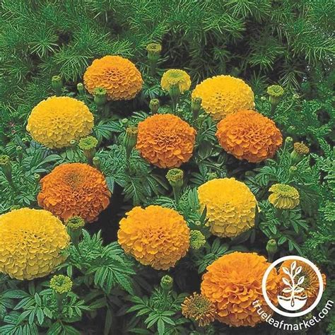 Marigold Seeds Inca Ii Series 25 Seed Packet Mix Flower Seeds Garden Seeds Annual Plants