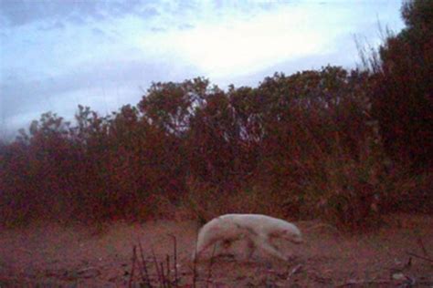 Piebald Nurse Shark With Incredible Speckled Skin May Be First On