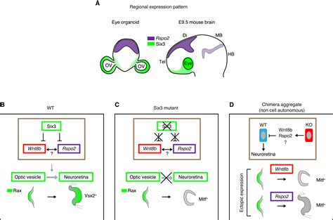 An Eye Organoid Approach Identifies Six Suppression Of R Spondin As