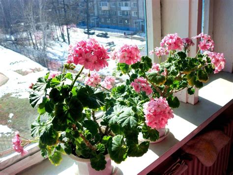 Как ухаживать за геранью в домашних условиях для начинающих?