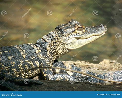 Baby American Alligator Stock Image Image Of Portrait 4297079