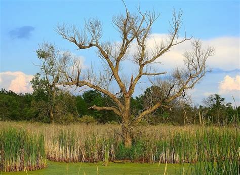 Lone Wetland Tree Photograph by Carmen Macuga