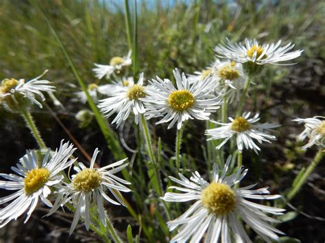 Erigeron Pumilus Similar To Erigeron Ochroleucus With Whic Flickr