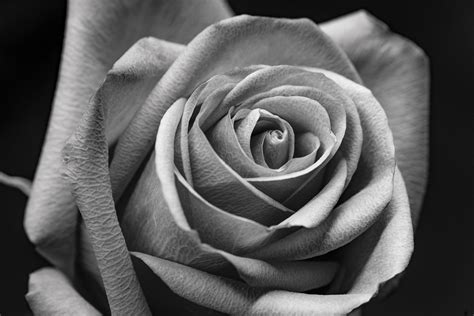 Black and White Rose, Fine Art, Print, Home and Living, Home Decor, Art ...