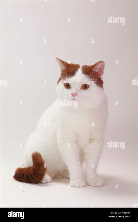 British Shorthair Cat Sitting Male With Cinnamon White Van Coat Stock