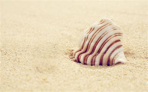 shell sand beach-High quality wallpaper Preview | 10wallpaper.com