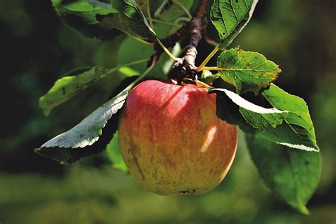 Apfel Apfelbaum Obst Kostenloses Foto Auf Pixabay Pixabay