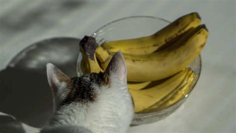 Can Cat Eat Banana?