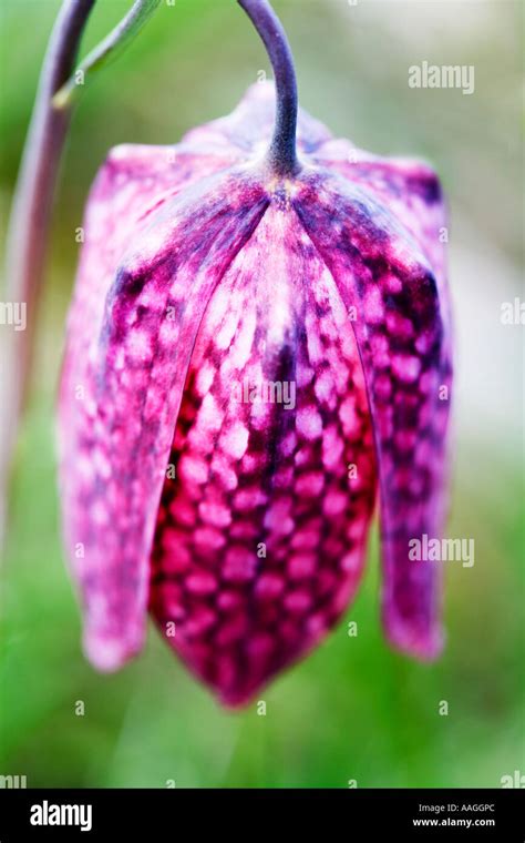 Snakeshead Fritillary Uk Hi Res Stock Photography And Images Alamy