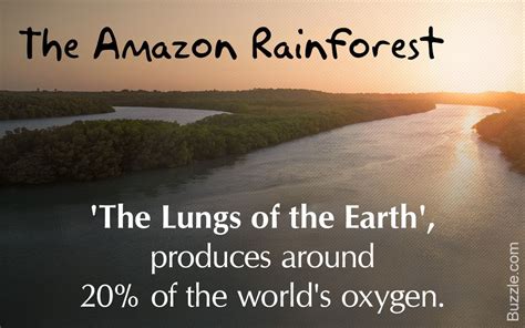 Amazon Rainforest Climate | Amazon rainforest climate, Rainforest ...