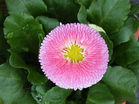 Bellis Rose Photo Gratuite Sur Pixabay Pixabay