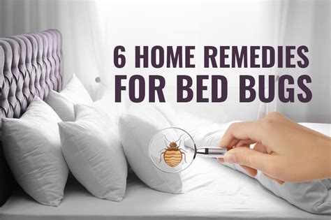 6 Home Remedies For Bed Bugs Natural Bed Bug Treatment Stalwart