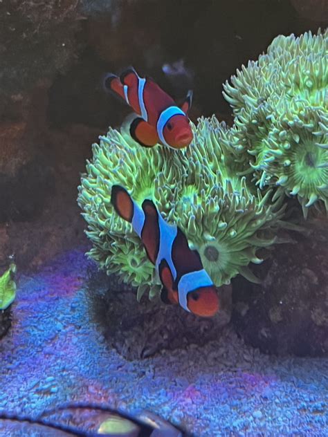 Clownfish Show Off Thread!!!! | Reef2Reef