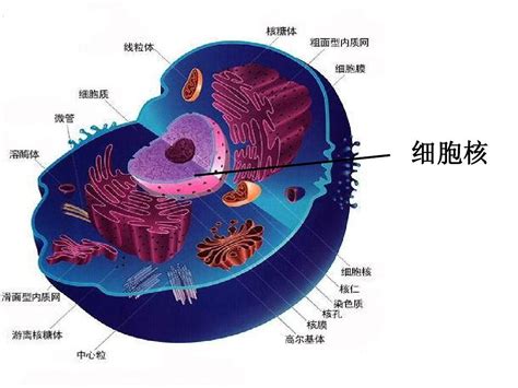 细胞核 快懂百科