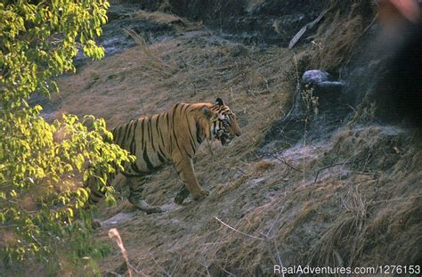 Sariska National Park | Alwar, India Wildlife & Safari Tours ...