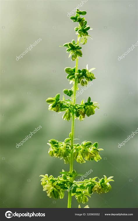 Close up Male Cannabis plant showing pollen sacks Stock Photo by ...