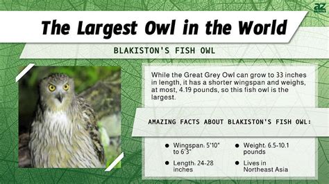 largest owl   world   animals
