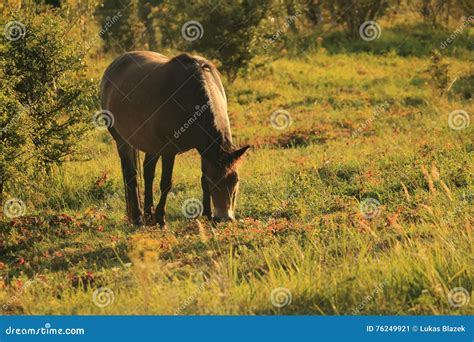 Exmoor Pony Stock Image Image Of Mammal Nature Czech 76249921