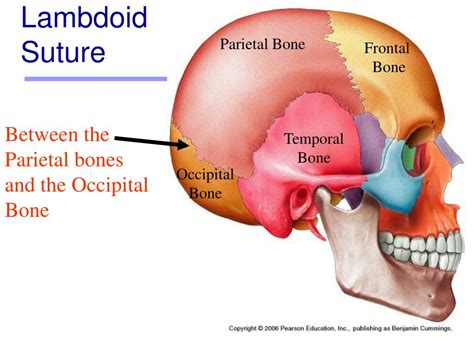 Ppt Exercise 7 Powerpoint Presentation Free Download Id 1786520