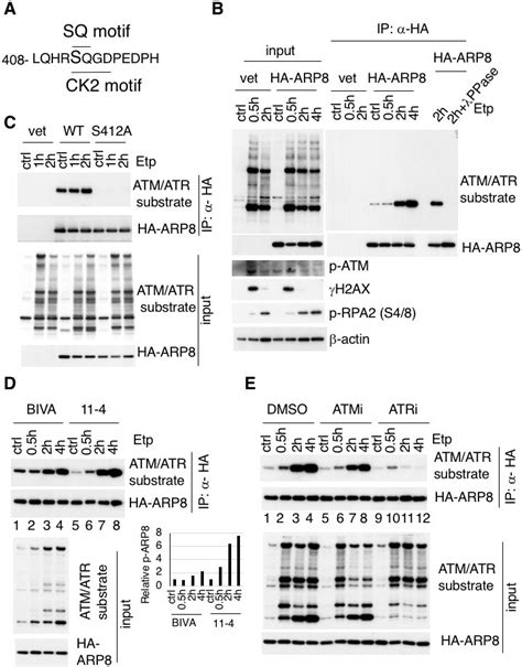 Figures And Data In Distinct Roles Of Atm And Atr In The Regulation Of