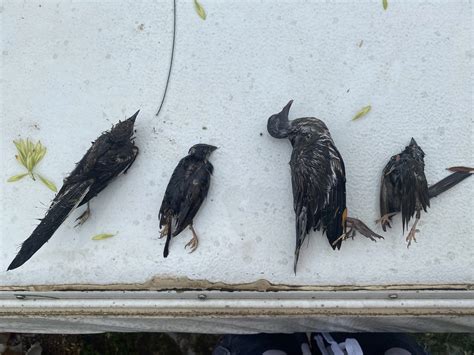 Hurricane Hannah left dead birds all over the place | Scrolller