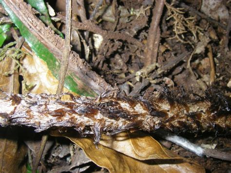 African Plants - A Photo Guide - Didymochlaena truncatula (Sw.) J. Sm.