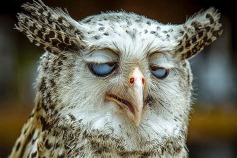 Create Meme Funny Owls Owl Twitching Eye Sleepy Owl Pictures Meme